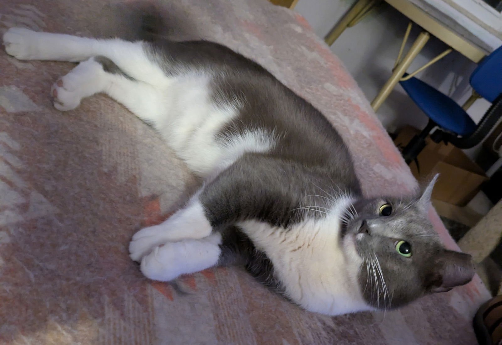 Adrian Alexander - Photo 3