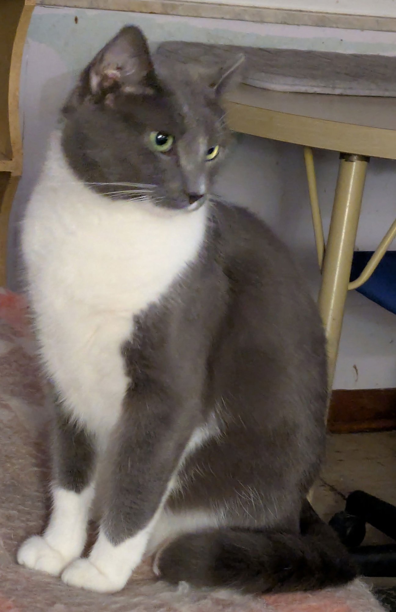 Adrian Alexander - Photo 4