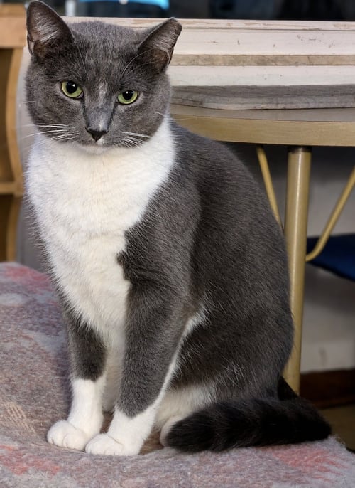 ADRIAN ALEXANDER - Domestic Short Hair available for adoption