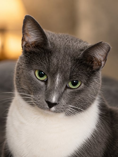 ADRIAN ALEXANDER - Domestic Short Hair available for adoption