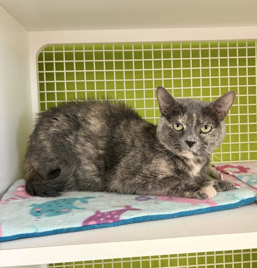 MEOWSIE - Dilute Tortoiseshell / Domestic Short Hair available for adoption
