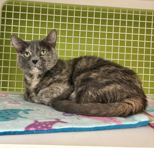MEOWSIE - Dilute Tortoiseshell / Domestic Short Hair available for adoption
