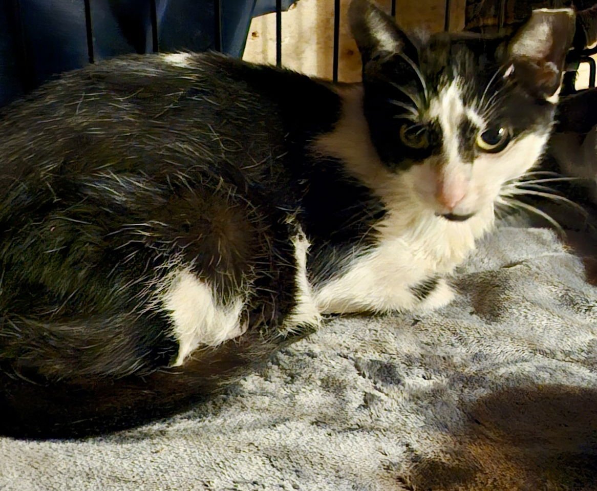 ARROW - Domestic Short Hair available for adoption