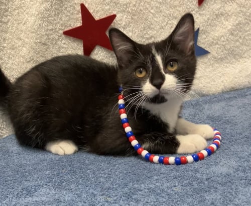 JUNCO - Domestic Short Hair for adoption in Columbus