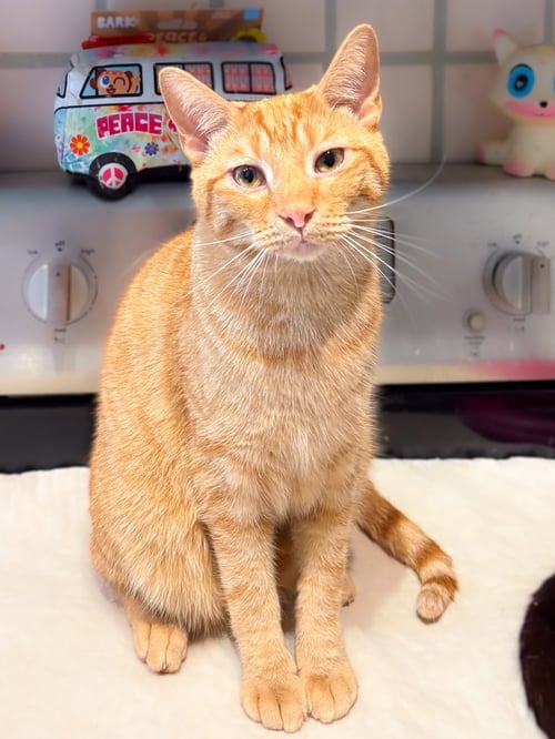 MR. PEABODY - Tabby / Domestic Short Hair available for adoption
