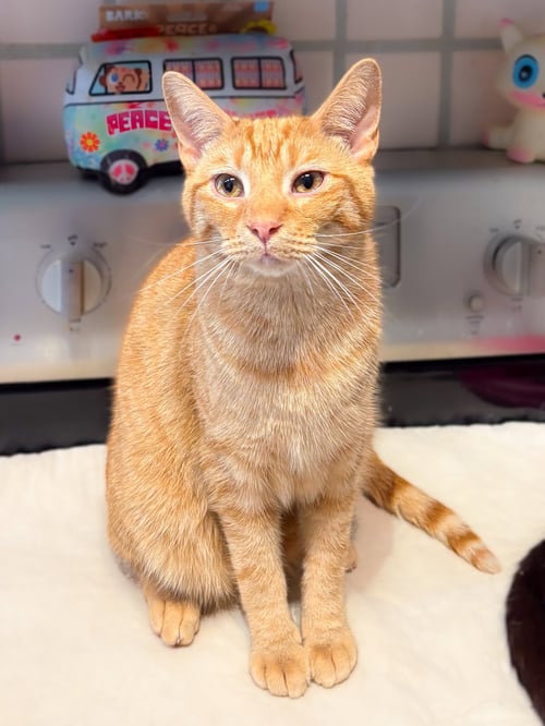 MR. PEABODY - Tabby / Domestic Short Hair available for adoption
