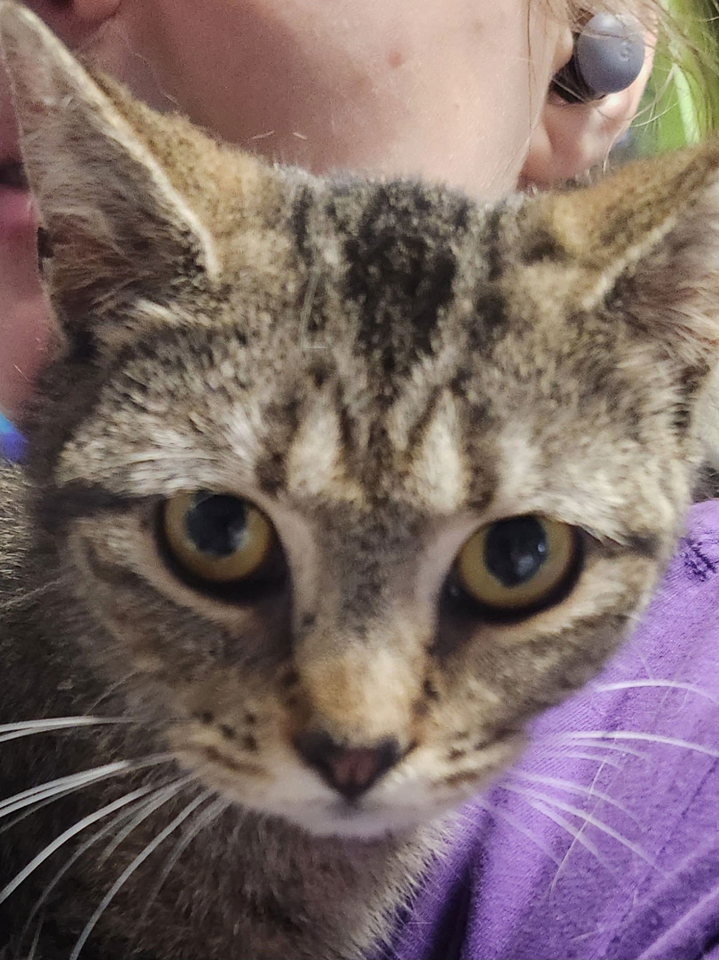 TORA - Tabby / Domestic Short Hair available for adoption