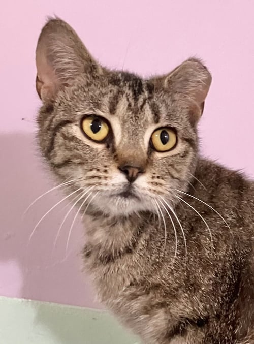TORA - Tabby / Domestic Short Hair available for adoption