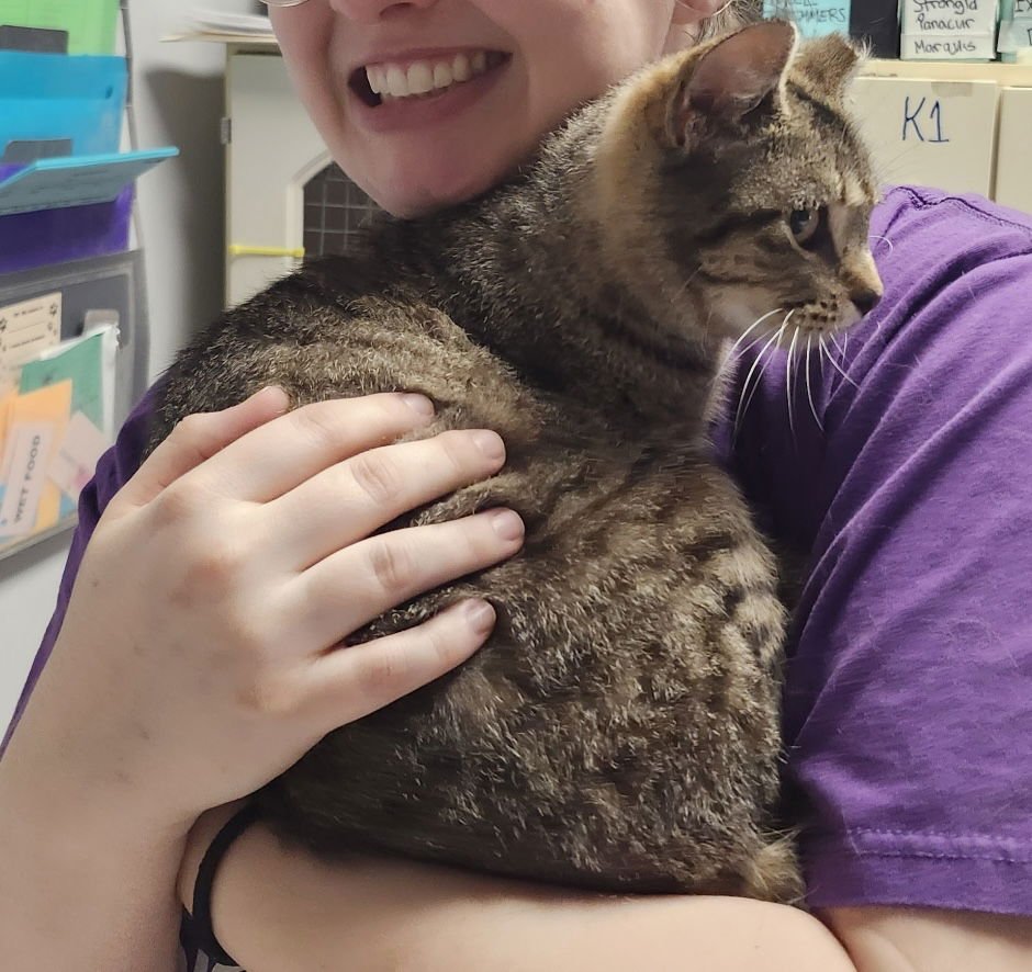 TORA - Tabby / Domestic Short Hair available for adoption