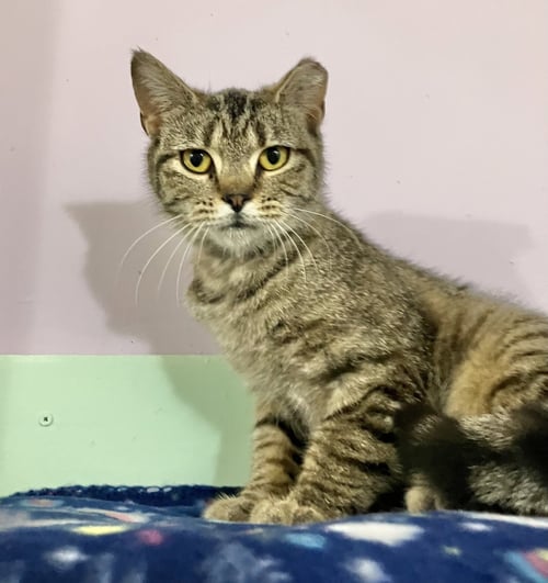 TORA - Tabby / Domestic Short Hair available for adoption
