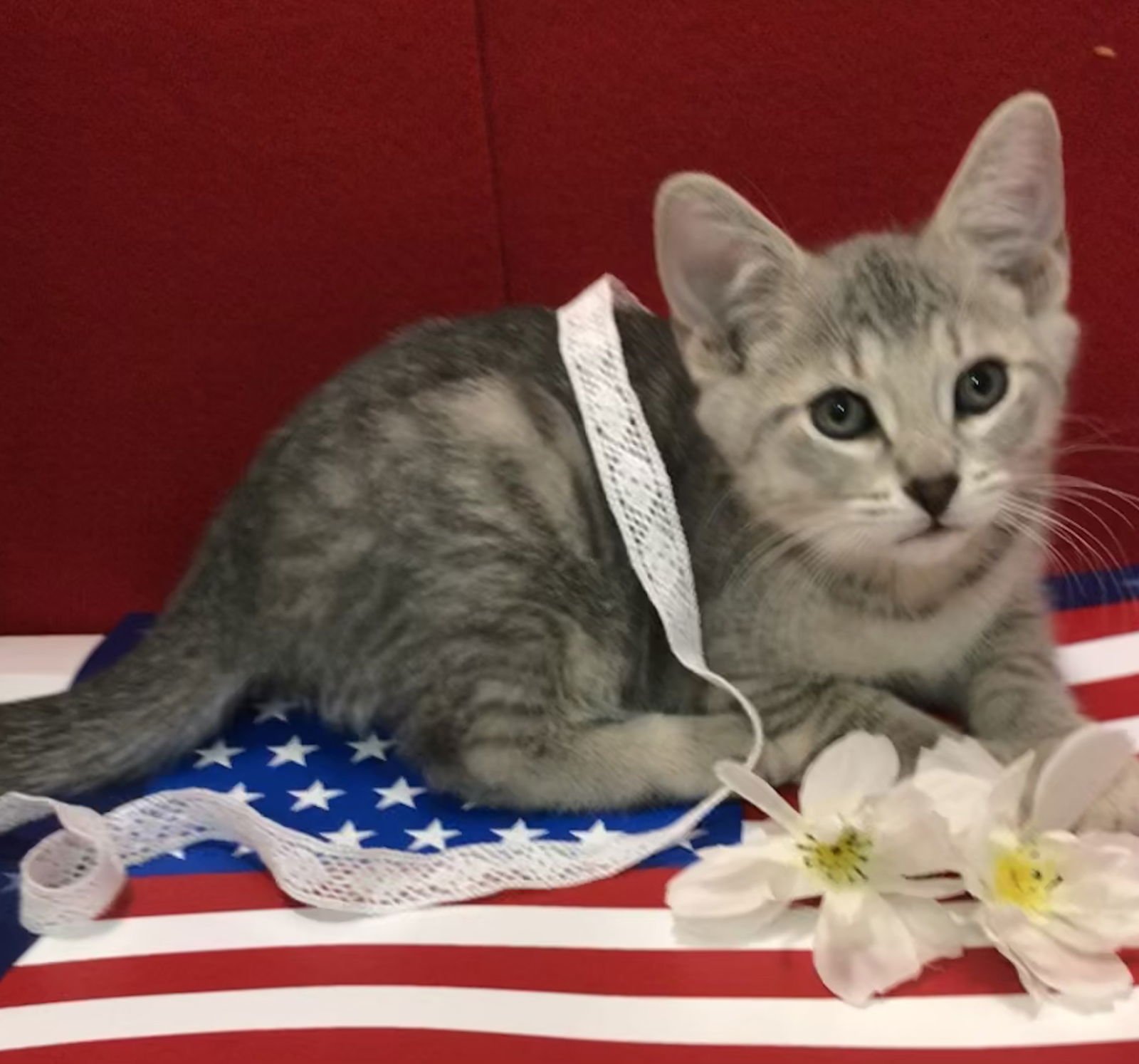 BO (BONDED TO LUKE) - Tabby / Domestic Short Hair available for adoption