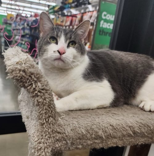 BO (BONDED TO LUKE) - Tabby / Domestic Short Hair available for adoption