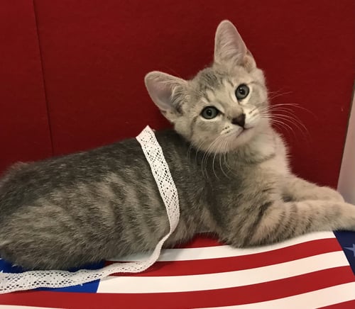 BO (BONDED TO LUKE) - Tabby / Domestic Short Hair available for adoption