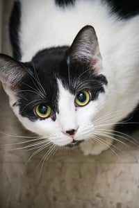 Mr. Moo Kitty - Photo 1
