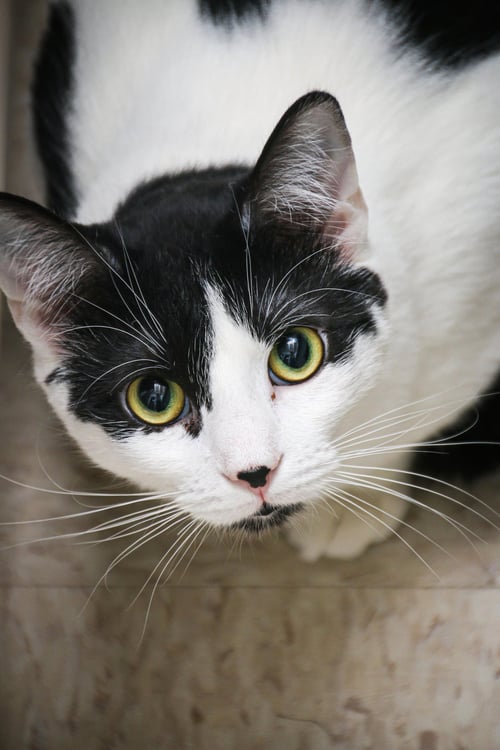 MR. MOO KITTY - Domestic Short Hair available for adoption