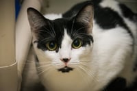 Mr. Moo Kitty - Photo 2