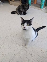 Mr. Moo Kitty - Photo 3
