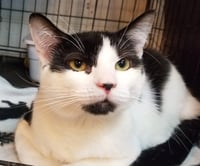 Mr. Moo Kitty - Photo 4