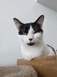 Mr. Moo Kitty - Photo 5