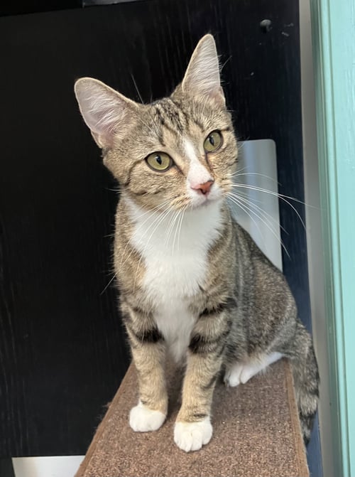 ARBOR - Tabby / Domestic Short Hair available for adoption