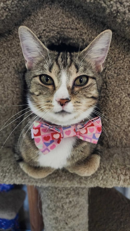 ARBOR - Tabby / Domestic Short Hair available for adoption