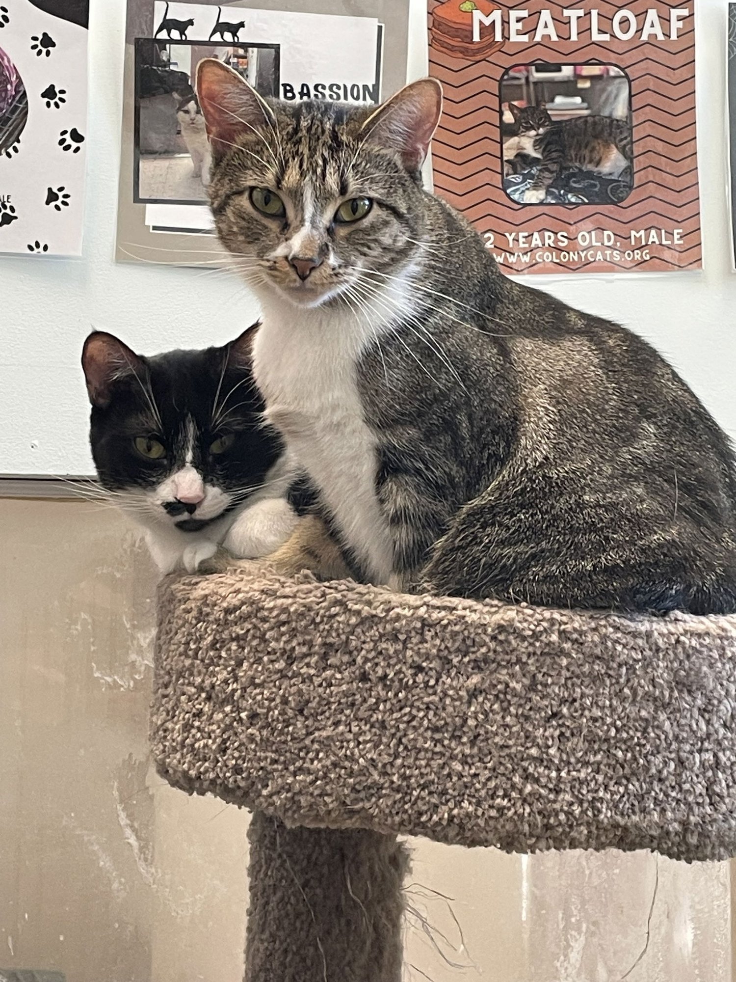 CARLY - Tabby / Domestic Short Hair available for adoption