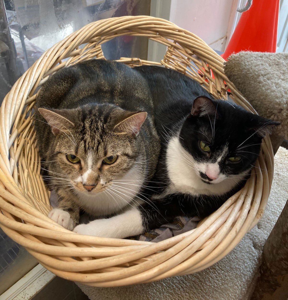 CARLY - Tabby / Domestic Short Hair available for adoption