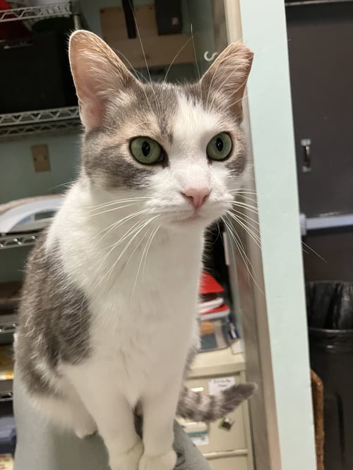 LILY (BONDED TO SOFI) - Domestic Short Hair available for adoption