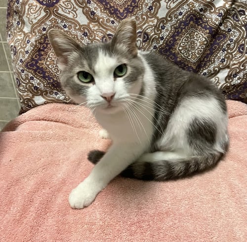 LILY (BONDED TO SOFI) - Domestic Short Hair available for adoption
