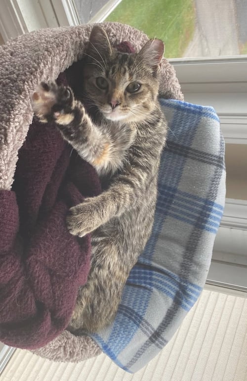 EMORY (BONDED WITH CHARLENE) - KBC - Torbie / Domestic Short Hair available for adoption