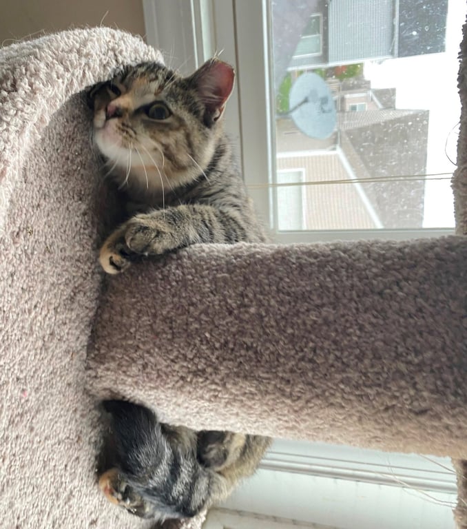 Emory (bonded with Charlene) - KBC Image