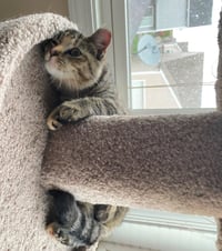Emory (bonded with Charlene) - KBC - Photo 1