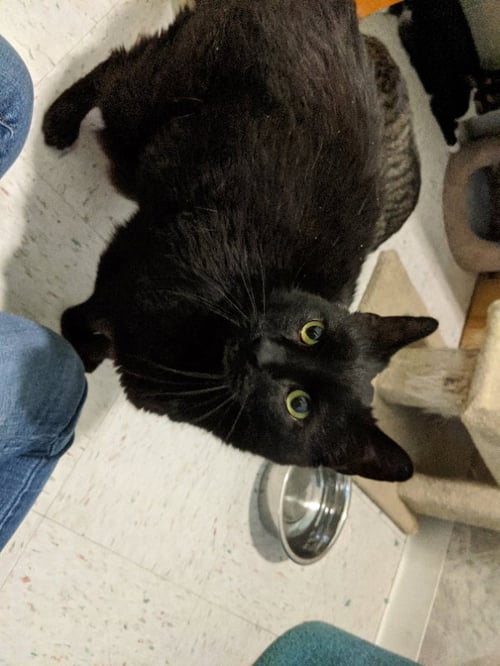 PUNXSUTAWNEY PHIL - Domestic Short Hair available for adoption