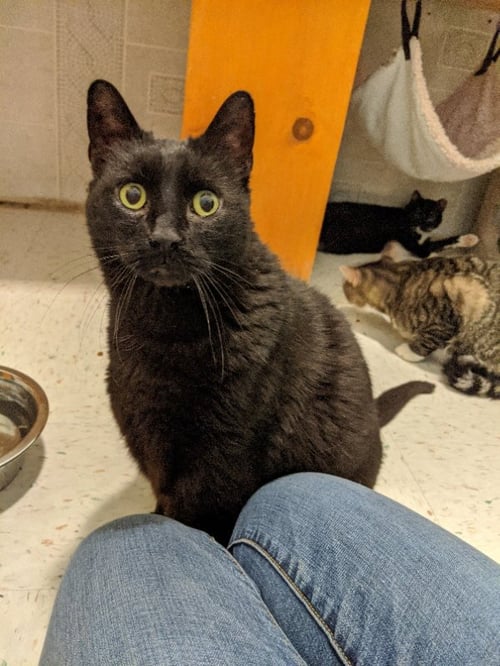 PUNXSUTAWNEY PHIL - Domestic Short Hair available for adoption