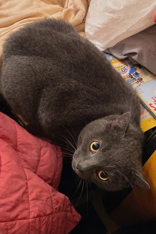 CLEMENTINE - Domestic Short Hair available for adoption
