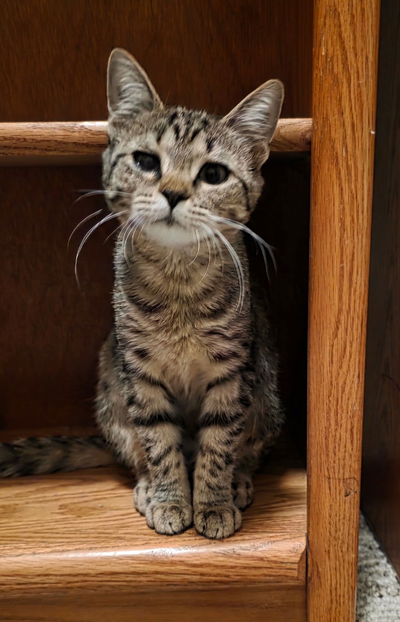 NELLIE - Tabby / Domestic Short Hair available for adoption