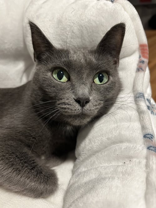 PEACE - KBC - Domestic Short Hair available for adoption