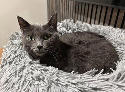 PEACE - KBC - Domestic Short Hair available for adoption