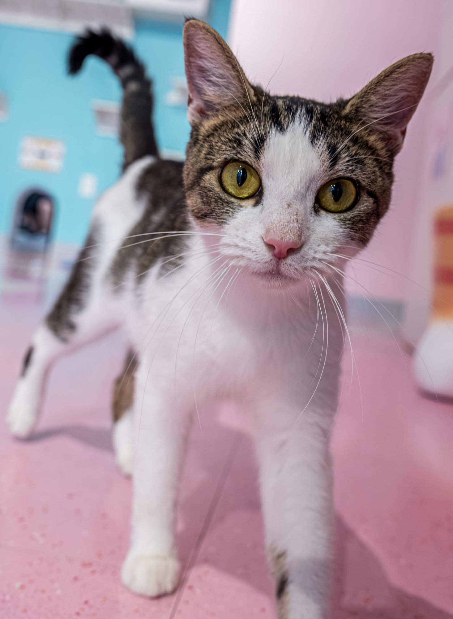 ALICIA - Tabby / Domestic Short Hair available for adoption