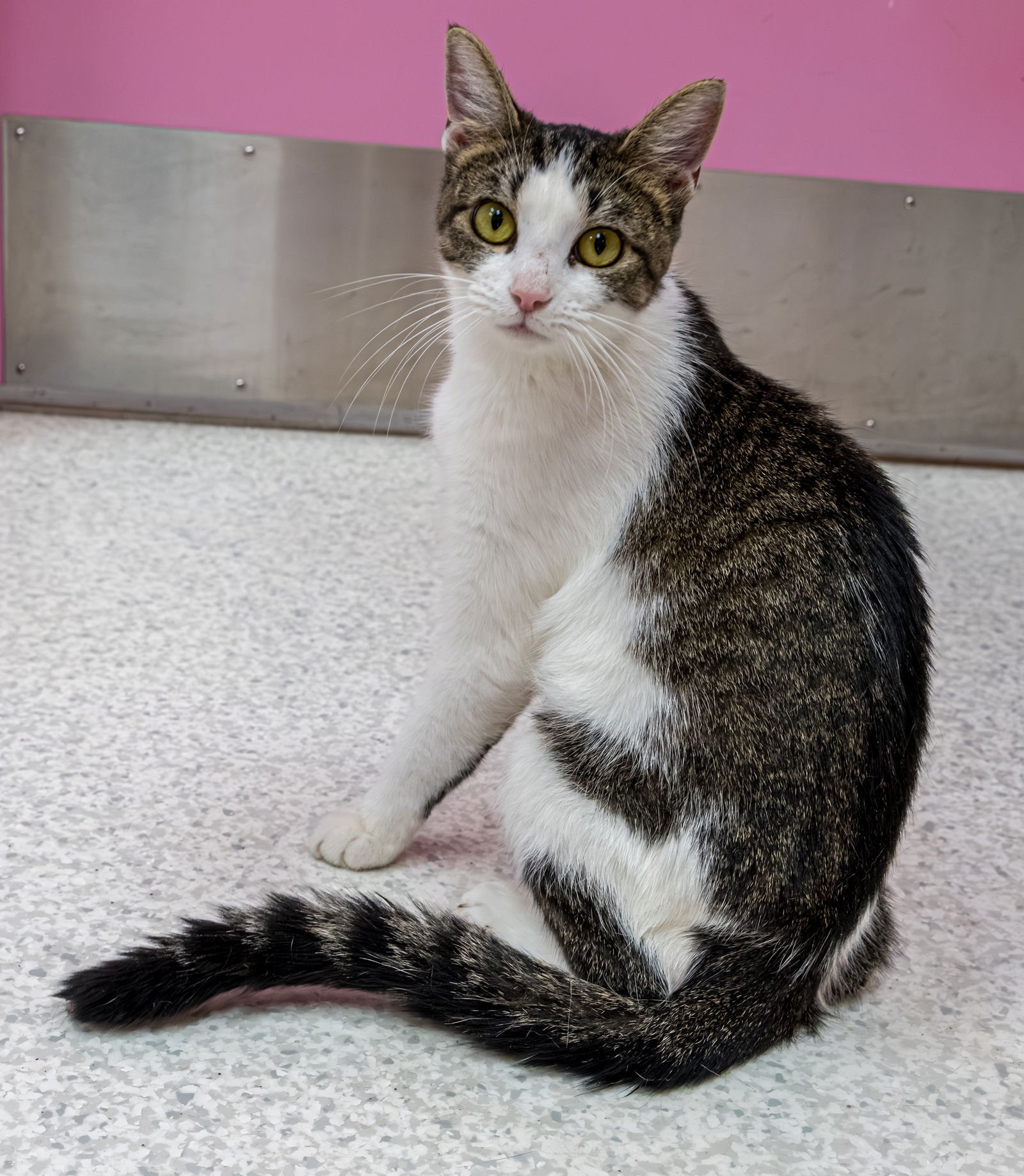 ALICIA - Tabby / Domestic Short Hair available for adoption