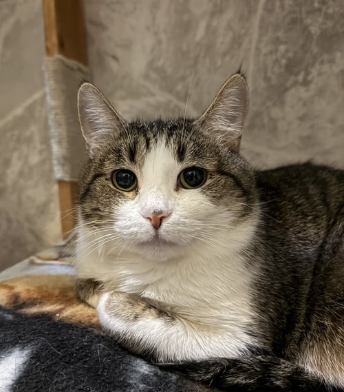LENA - Domestic Short Hair available for adoption