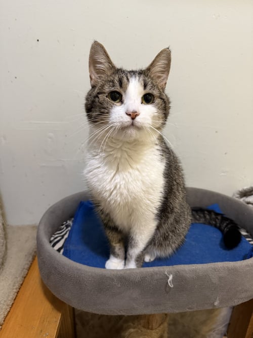 LENA - Domestic Short Hair available for adoption