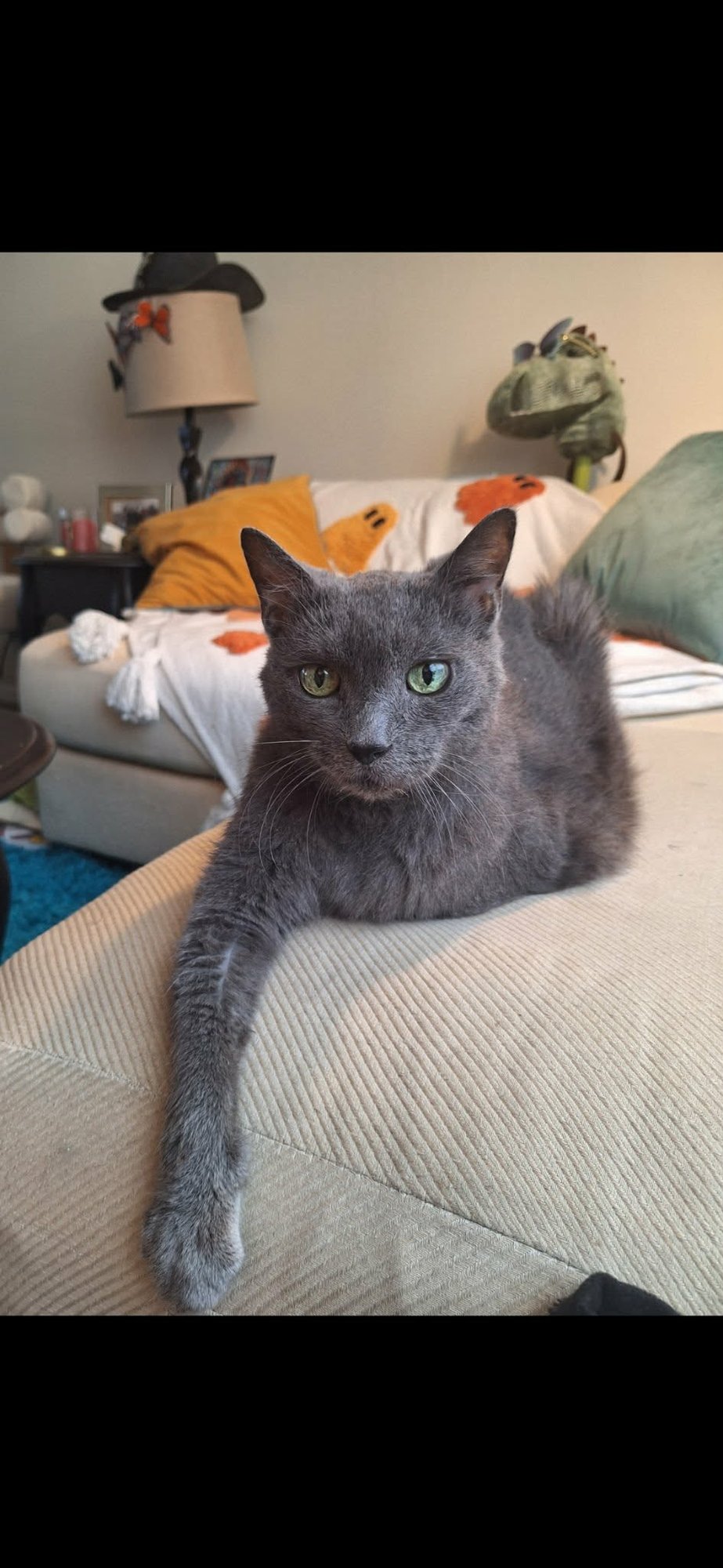 ROSEMARIE - Domestic Short Hair available for adoption