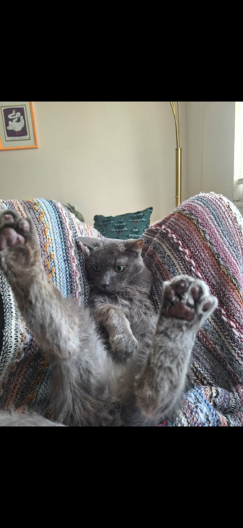 ROSEMARIE - Domestic Short Hair available for adoption