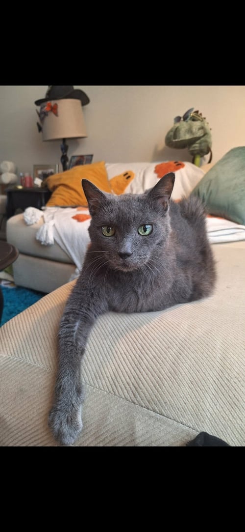 ROSEMARIE - Domestic Short Hair available for adoption