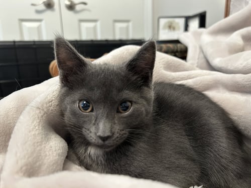 ESPY - Domestic Short Hair for adoption in Columbus