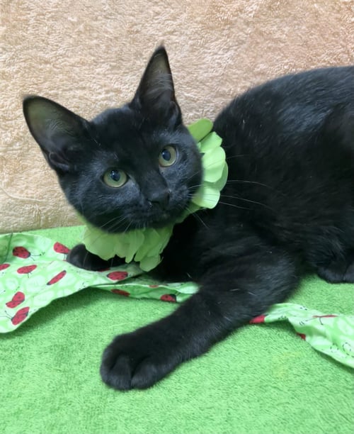 MICHELLE - Domestic Short Hair for adoption in Columbus