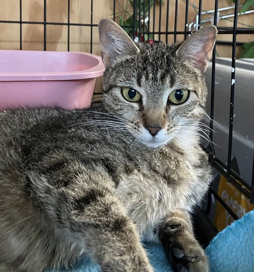 MAEVE - Torbie / Domestic Short Hair available for adoption