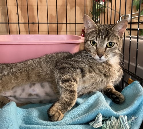 MAEVE - Torbie / Domestic Short Hair available for adoption