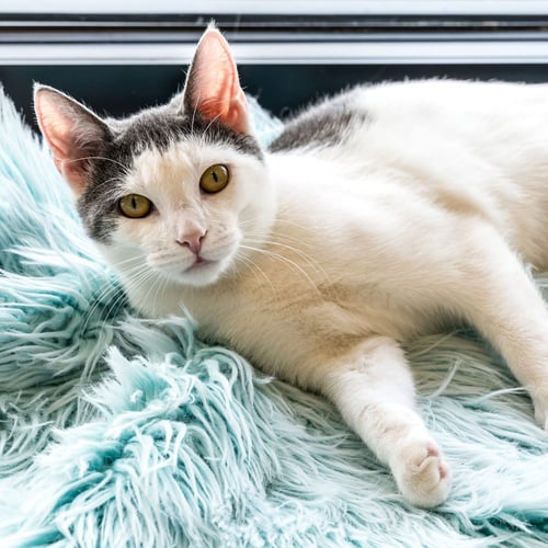 CHATTY CATHY - Domestic Short Hair available for adoption